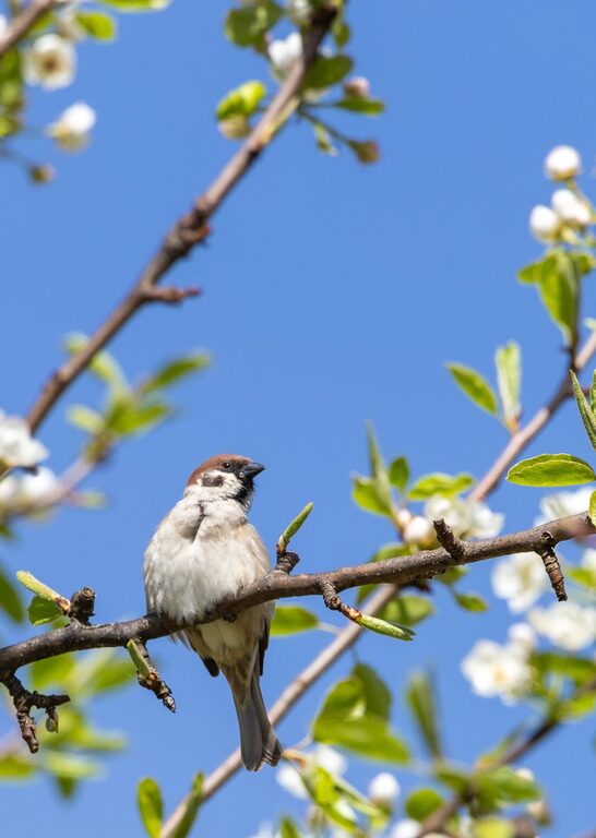 Beginner Tips for Backyard Birdwatching: A Simple Guide to Get Started